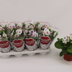 Pr.Obconica blau/weiss T13 H27