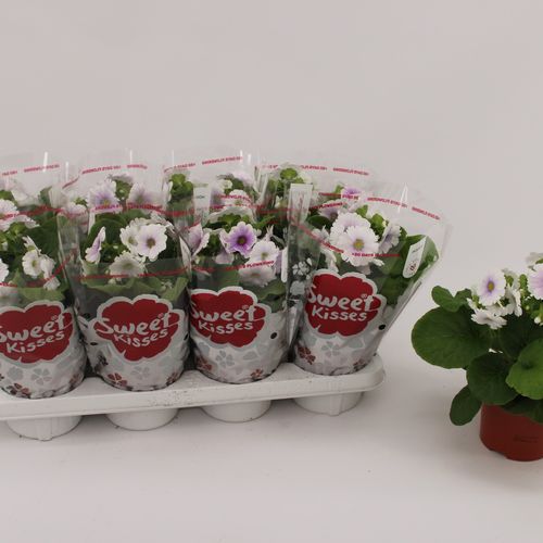 Pr.Obconica blau/weiss T13 H27