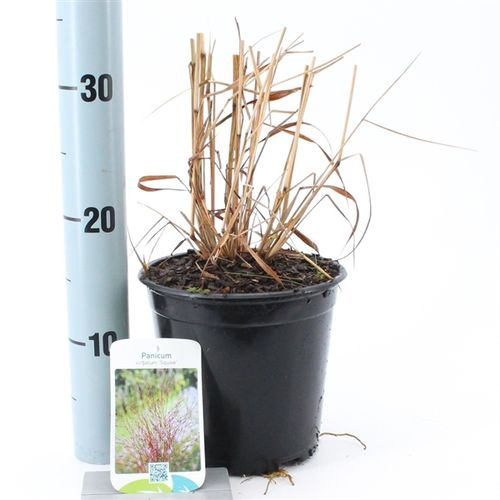 Panicum Sqauw T17 H35