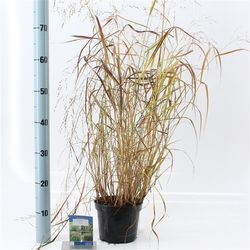 Panicum Sqauw T17 H35
