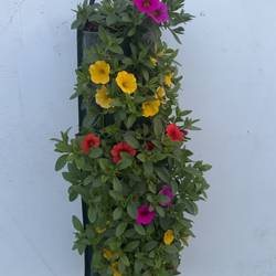 Calibrachoa Fire mix Wandhänger H045