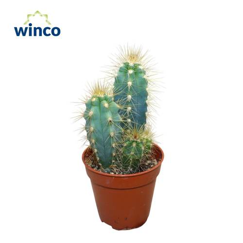 Pilocereus Azure T05 H12