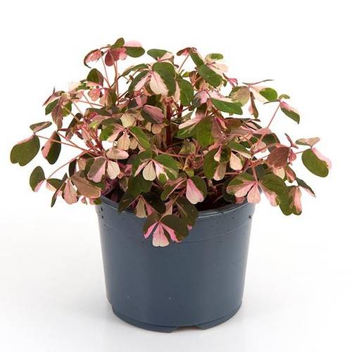 Oxalis Vulcanicola Crazy Plum T10 H015