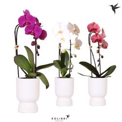 Phal.1-R mix Cas. im Diabolo Übertopf T12 H050