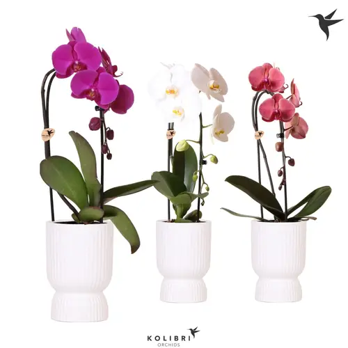 Phal.1-R mix Cas. im Diabolo Übertopf T12 H050