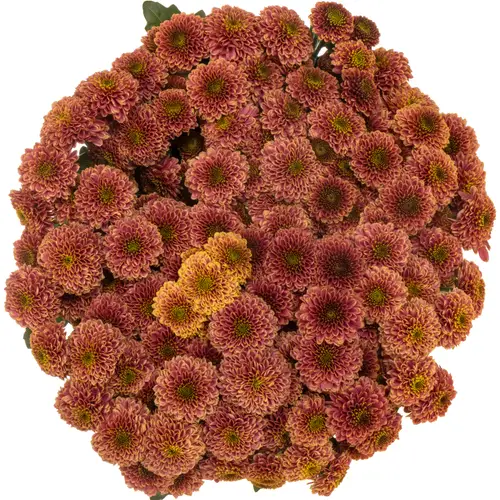 Santini orange cherry Doria 1300 Gramm 55cm