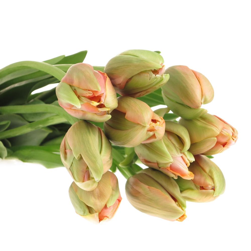 Franz.apricot doppel 60 Gramm 60cm