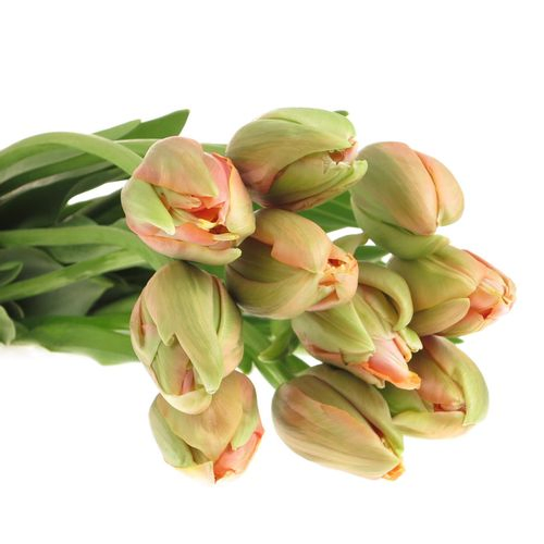 Franz.apricot doppel 60 Gramm 60cm