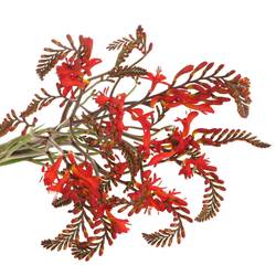 Montbretie rot Lucifer 60cm