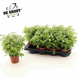 Ficus Kinky Schnäpch.Von Uhr T12 H025