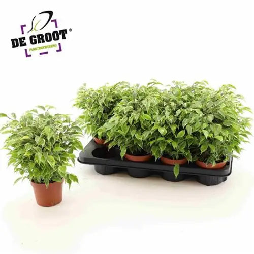 Ficus Kinky Schnäpch.Von Uhr T12 H025