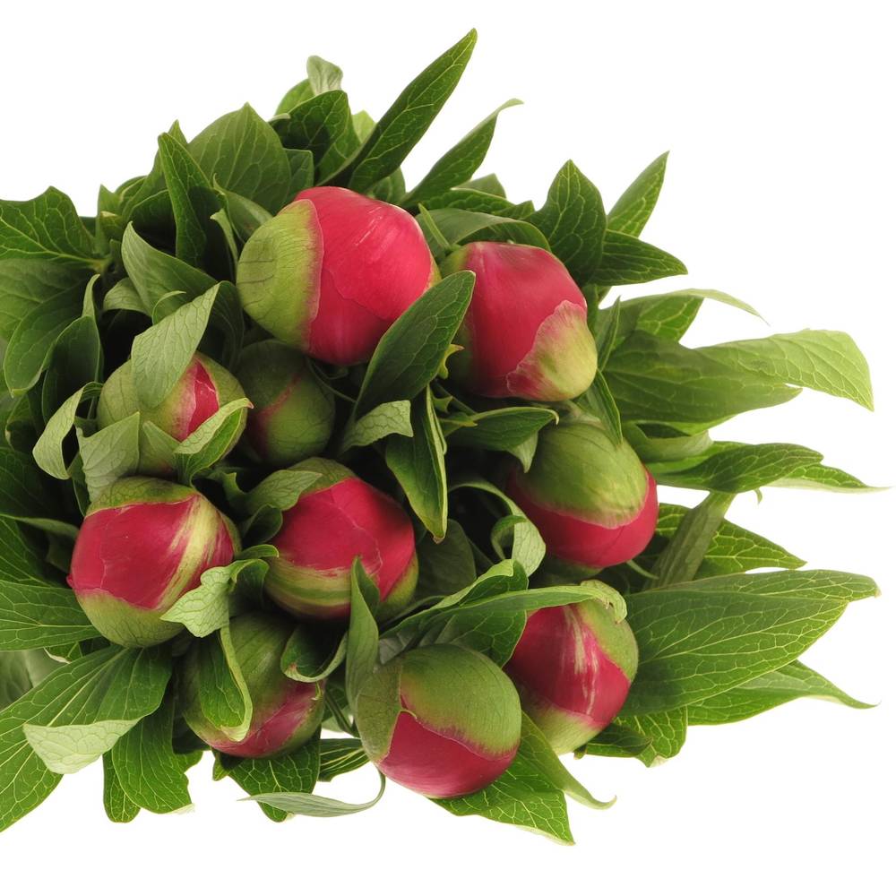 Pfingstrose rot Plena    50cm