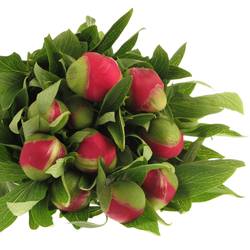 Pfingstrose rot Plena    50cm