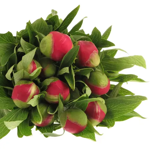 Pfingstrose rot Plena    50cm