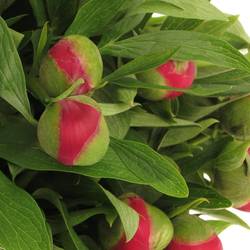 Pfingstrose rot Plena    50cm