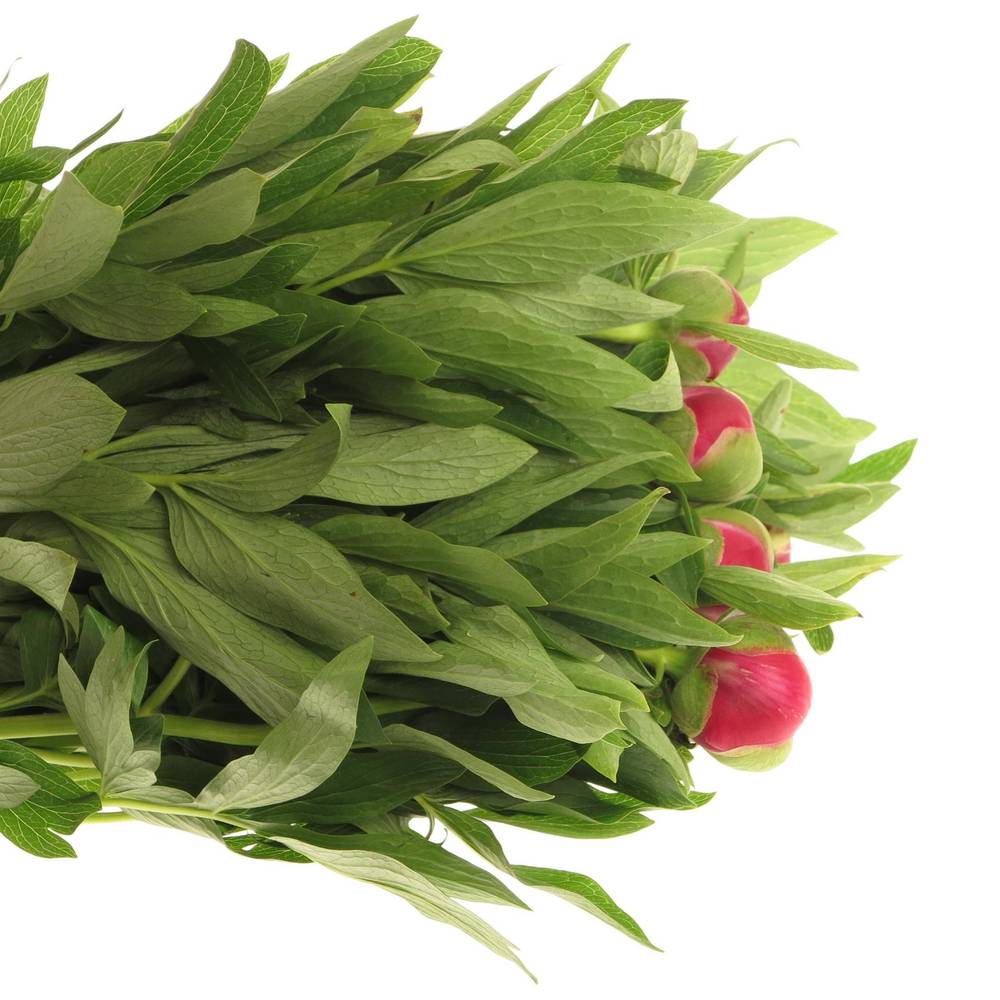 Pfingstrose rot Plena    50cm