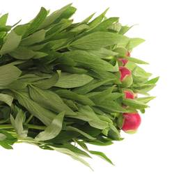 Pfingstrose rot Plena    50cm