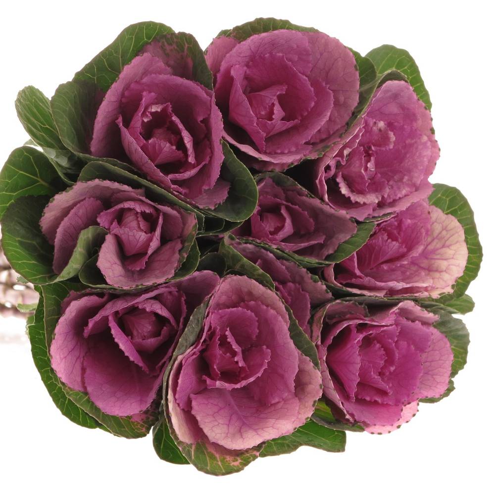 Zierkohl lila empire olga 70cm