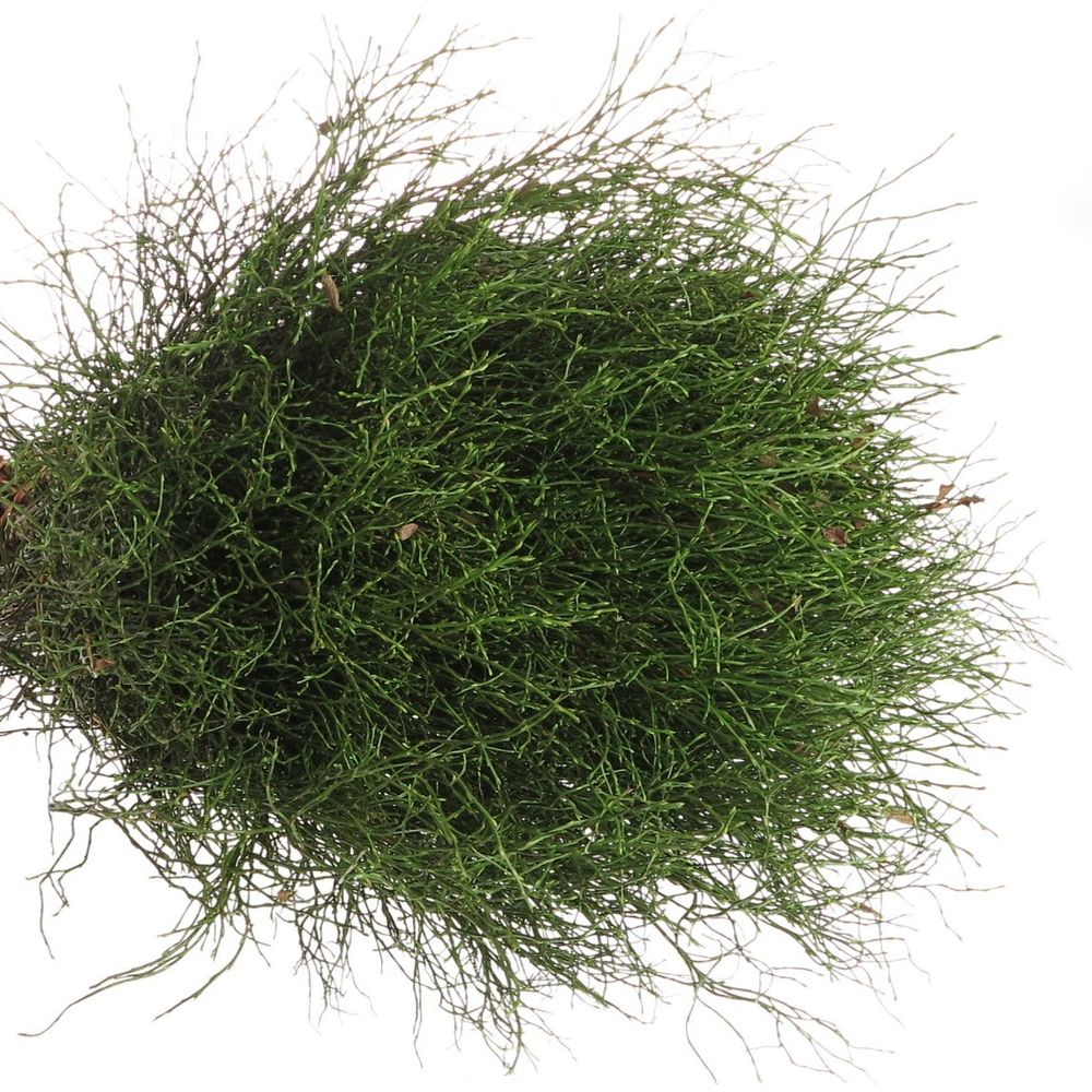 Heidelbeere grün Vacc Myrtillus +-50Stiele