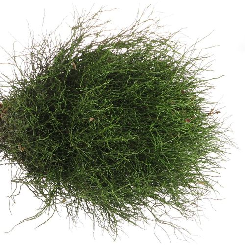 Heidelbeere grün Vacc Myrtillus +-50Stiele