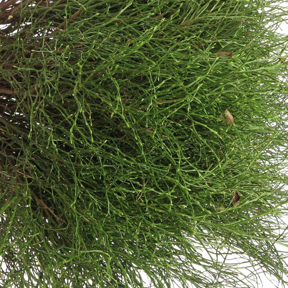 Heidelbeere grün Vacc Myrtillus +-50Stiele