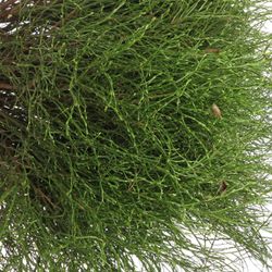Heidelbeere grün Vacc Myrtillus +-50Stiele