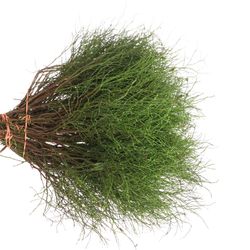 Heidelbeere grün Vacc Myrtillus +-50Stiele