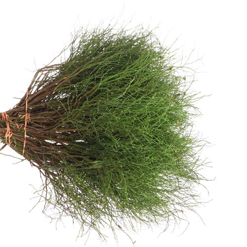 Heidelbeere grün Vacc Myrtillus +-50Stiele