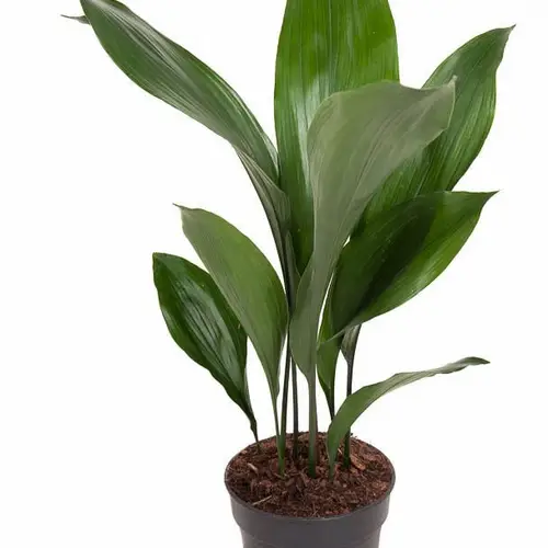 Aspidistra Elia T15 H60