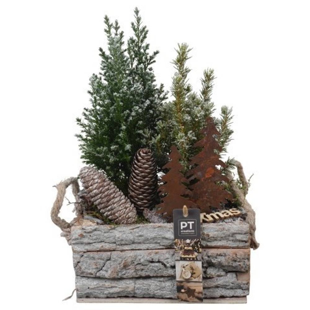 Picea.Arr PTCWW6854 Weihnachten T20 H035