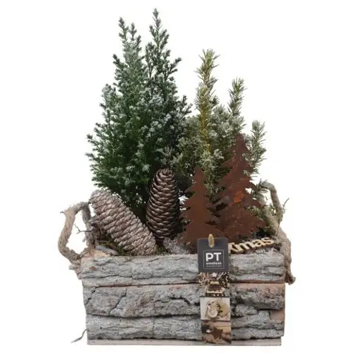 Picea.Arr PTCWW6854 Weihnachten T20 H035