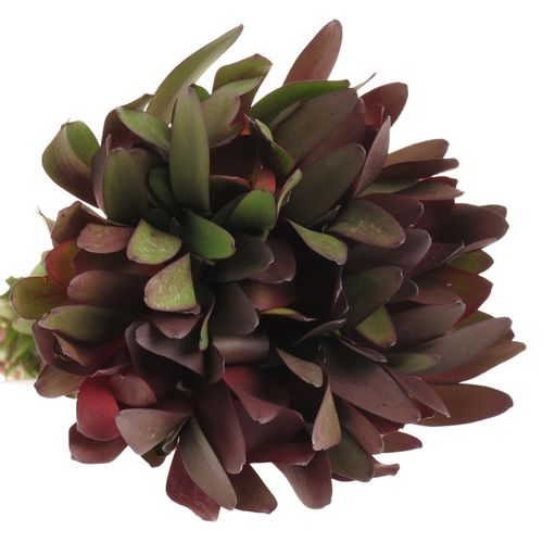 Leucadendron rot Safari Sunset 60cm