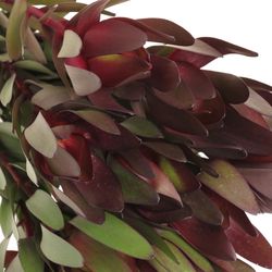 Leucadendron rot Safari Sunset 60cm