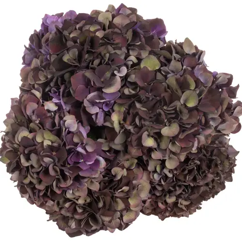 Hortensie dunkel lila/grün Ruby Red Bol cl Bol 19cm 60cm