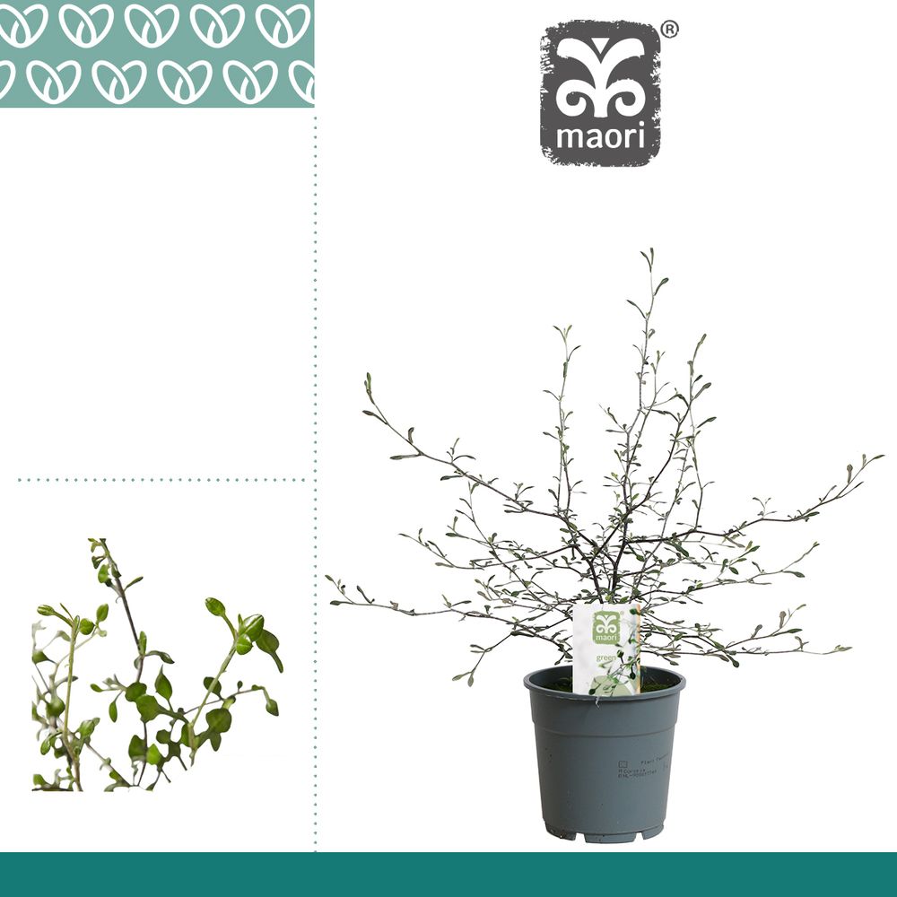 Corokia Maori grün T12 H40