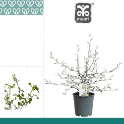 Corokia Maori grün T12 H40