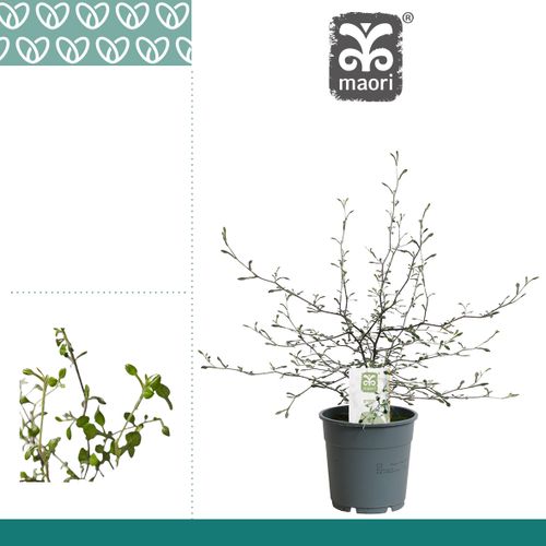 Corokia Maori grün T12 H40