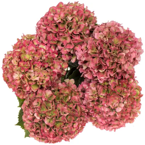 Hortensie rosa/grün Glowing Alps cl 80cm