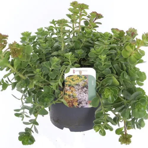 Sedum Spurium T17 H025