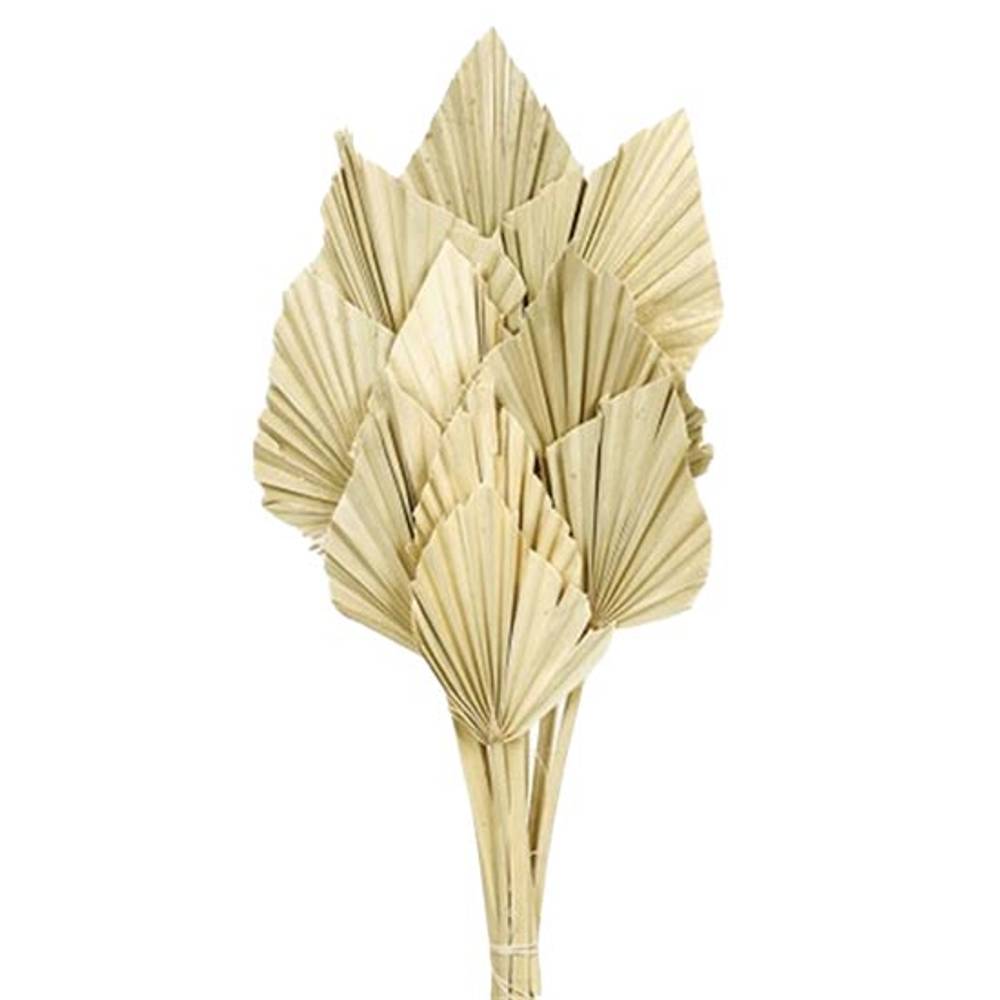 Trocken Palm Spear braun L45cm x10