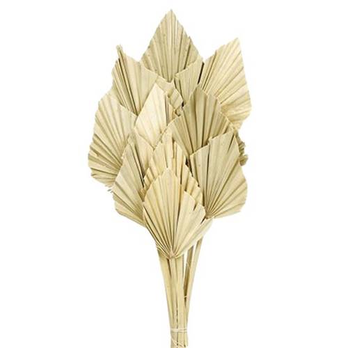 Trocken Palm Spear braun L45cm x10