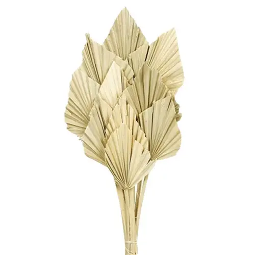 Trocken Palm Spear braun L45cm x10