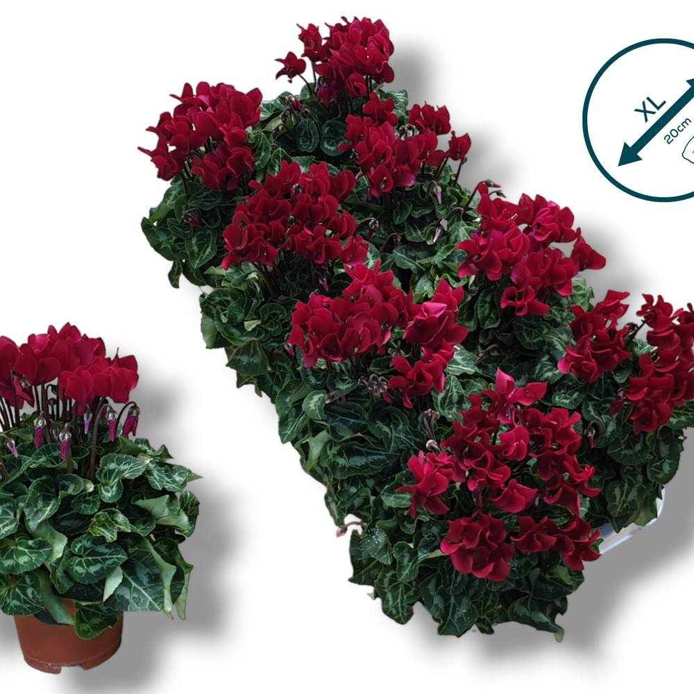 Cyclame weinrot SS Weihn. Angebot T10,5 H020