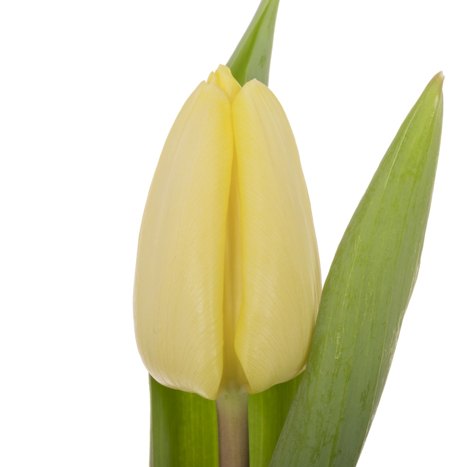 Tulpe creme Prince 30 Gramm