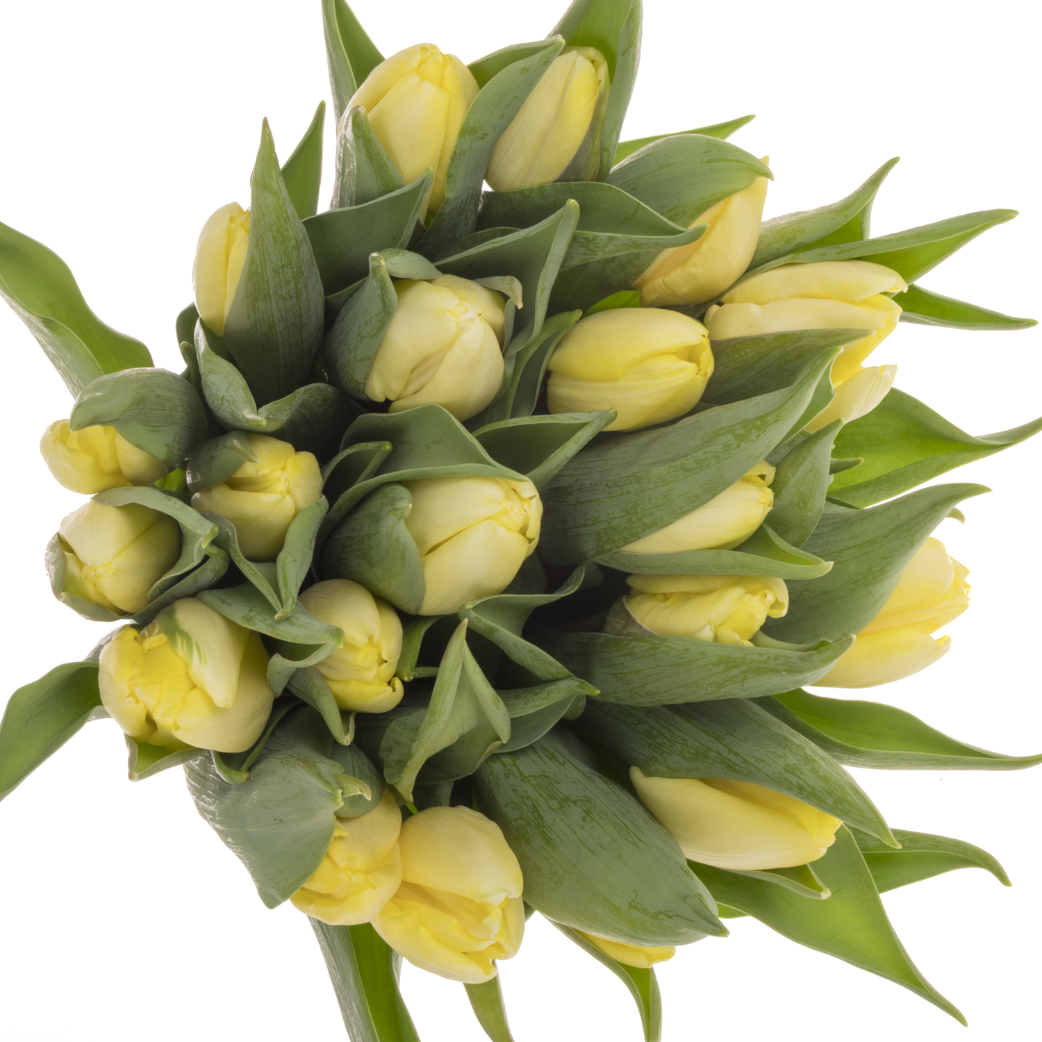 Tulpe creme Prince 30 Gramm