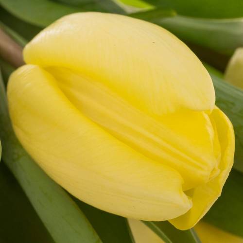 Tulpe creme Prince 30 Gramm