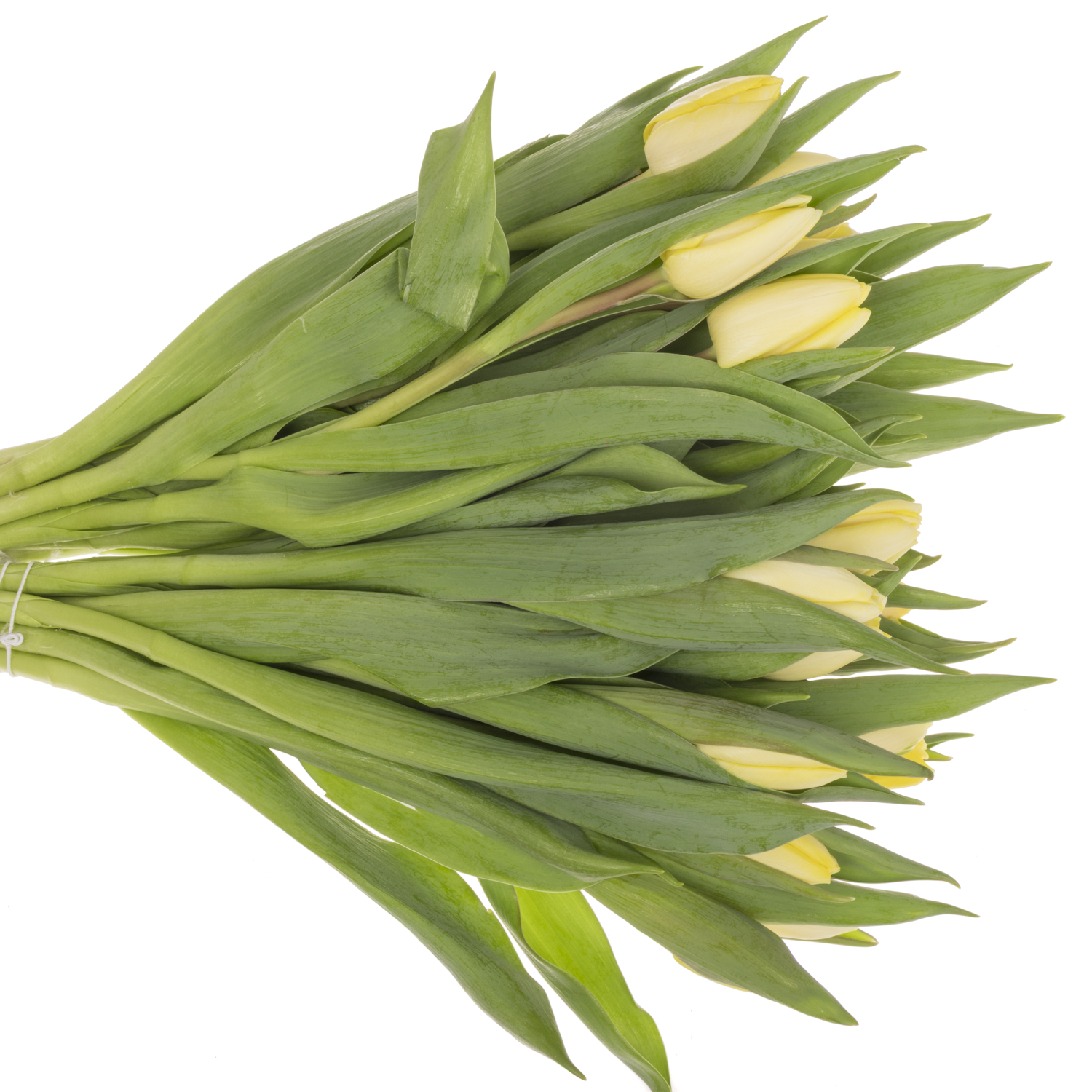 Tulpe creme Prince 30 Gramm