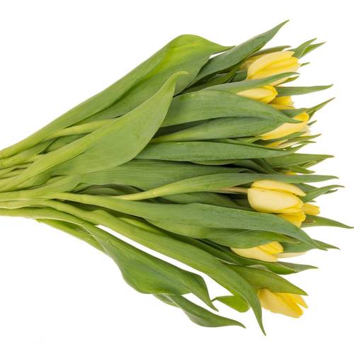 Tulpe creme Prince 30 Gramm