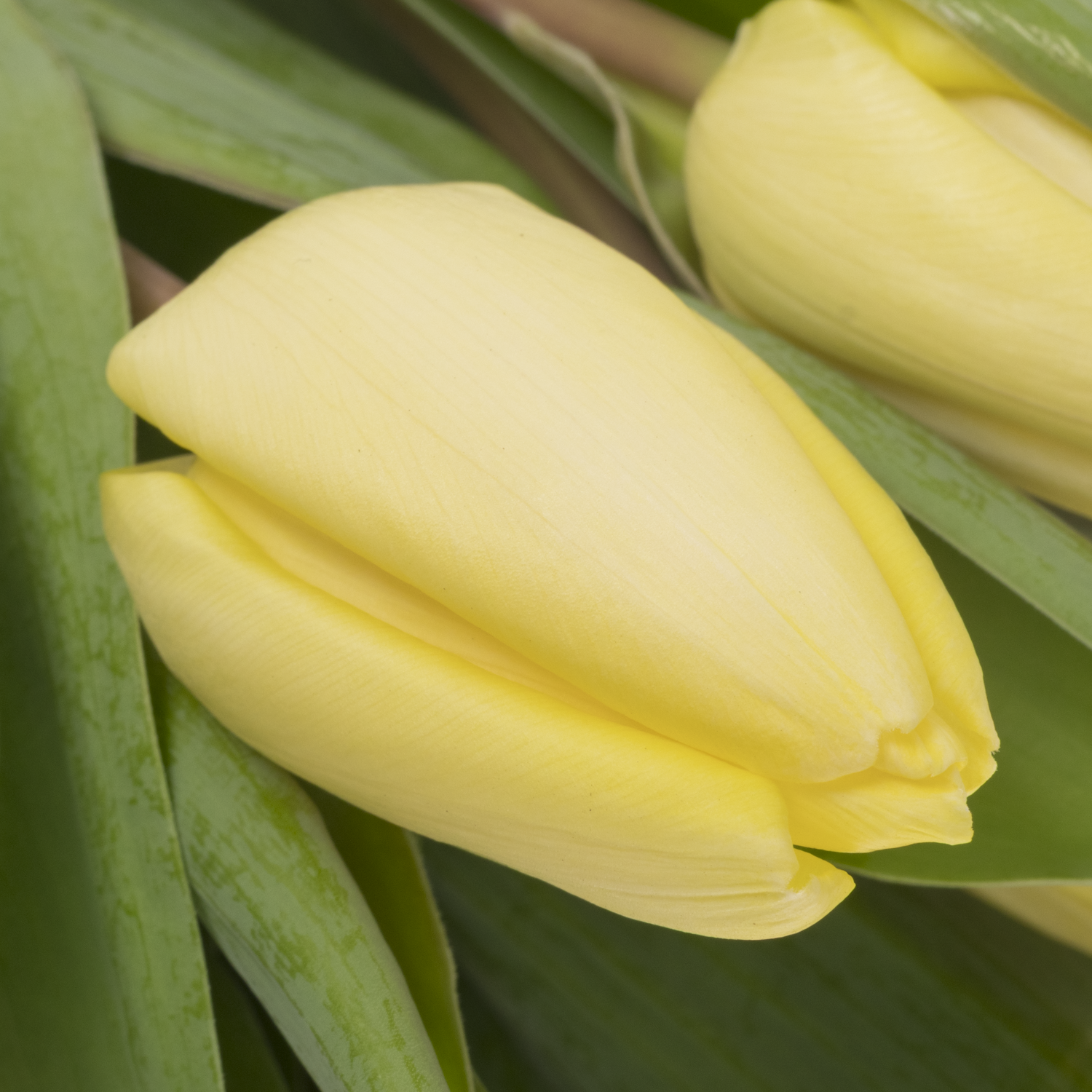 Tulpe creme Prince 30 Gramm