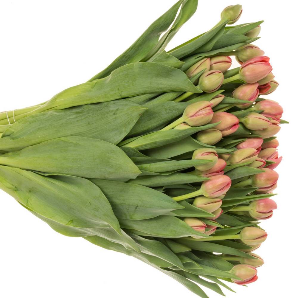 Tulpe rosa doppel Belgravia 40 Gramm